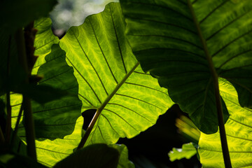 Nature background with green tropical leaves and multicolored flowers . Summer abstract background