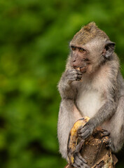 Long-tailed macaque monkey eating banana in the Sacred Forest Sanctuary in Ubud, Bali, Indonesia. The Sacred Monkey Forest Sanctuary is a nature reserve and temple complex