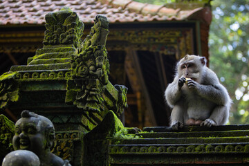 Long-tailed macaque monkey eating banana in the Sacred Forest Sanctuary in Ubud, Bali, Indonesia. The Sacred Monkey Forest Sanctuary is a nature reserve and temple complex
