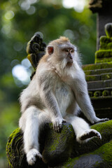 Long-tailed macaque monkey in the Sacred Forest Sanctuary in Ubud, Bali, Indonesia. The Sacred Monkey Forest Sanctuary is a nature reserve and temple complex