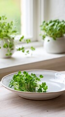 Assorted microgreens arranged on a minimalist ceramic plate create a fresh and natural aesthetic, highlighted by soft sunlight streaming through the window