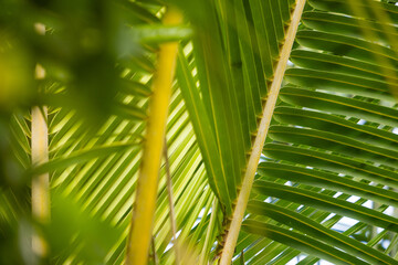 Nature background with green tropical palm leaves . Summer abstract background