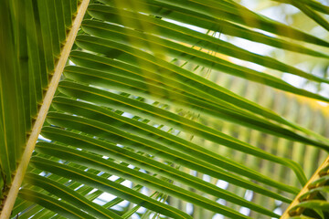 Nature background with green tropical palm leaves . Summer abstract background