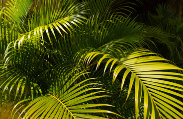 Nature background with green tropical palm leaves . Summer abstract background