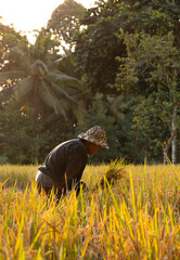 Farmer harvesting rice in a rice field, Bali, Indonesia
