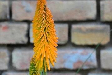 Kniphofia is a genus of perennial flowering plants in the family Asphodelaceae, first described as a genus in 1794. All species of Kniphofia are native to Africa. Common names include tritoma, red hot