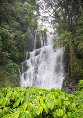 Waterfall hidden in the tropical jungle. Bali. Tropical Nature background