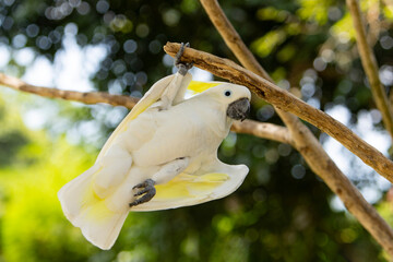 Funny Pose of Yellow Crested Cookatoo Parrot , Close-up