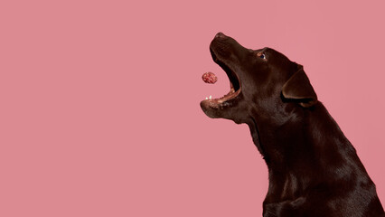 Chocolate labrador catching raw meatball mid-air with joyful expression. Concept of playfulness, food imagery, creative absurdity and surreal pet content.