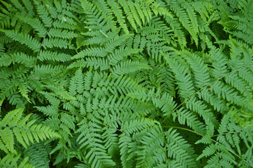 Close-up view of lush green fern leaves creating a vibrant natural texture.
