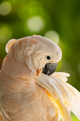 Beautiful Portrait of Yellow Crested Cookatoo Parrot , Close-up