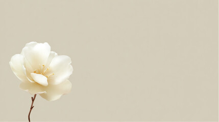 White flower single flower minimalist natural delicate petals soft background floral bloom isolated flower gentle botanical nature plant spring beauty closeup blossom petal elegant fresh organic
