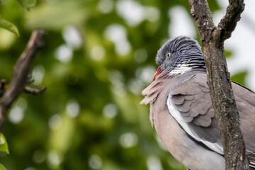 red billed hornbill