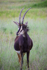 A sable antelope in a nature reserve in Africa