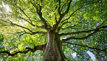 large deciduous tree trunk and canopy