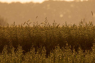 wheat field at sunset