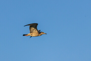 birds in flight