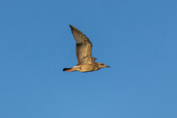 osprey in flight