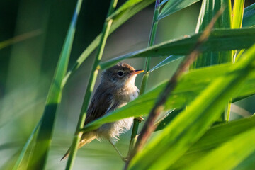 bird on a branch