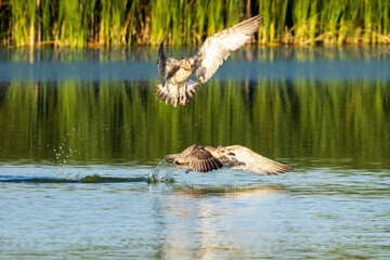 great blue heron