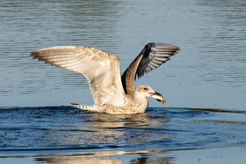 goose in flight
