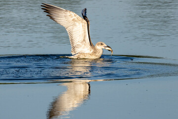 white goose in flight