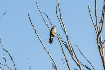 bird on a branch, cuckoo.