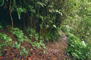 Fototapeta premium Lush Forest Pathway Surrounded by Green Vines and Dense Vegetation