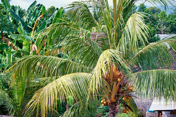 Bright-green coconut palm with huge leaves and yellow coconuts obscuring houses behind it.  Bali,...