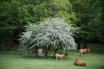 cows in the grass, spring in the forest, Flowery meadow in Badde Salighe near Villa Piercy, Bolotana, Nuoro, Sardinia, Italy.