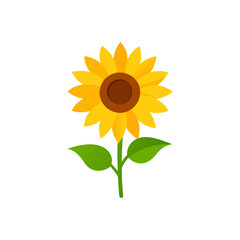 Obraz premium realistic sunflower bloom isolated on white 