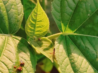 Close-up of vibrant green leaves in natural outdoor setting