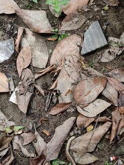 A collection of chopped tree branches and logs arranged in a pile outdoors, emphasizing wood texture and natural patterns.
