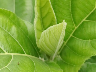Close-up of vibrant green leaves in natural outdoor setting