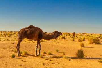A tied dromedary camel (Camelus dromedarius ) grazing in the desert. Tunisia, Africa