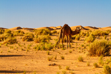 A tied dromedary camel (Camelus dromedarius ) grazing in the desert. Tunisia, Africa