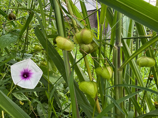 Close-up of green Physalis fruits (ciplukan) hanging among tall grass and a white morning glory flower in natural setting.