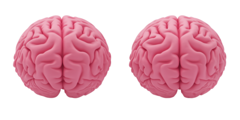 Realistic pink brain model showcasing detailed anatomy and structure for educational purposes, isolated on transparent background