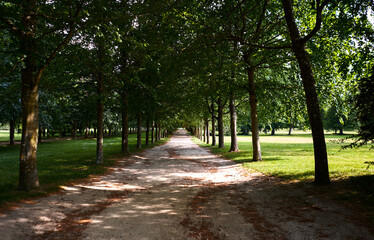 Peaceful dirt pathway lined with towering green trees, under vibrant sunlight, portraying...