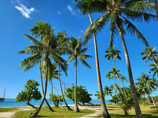 palm trees on the beach in tahiti, vacation holiday landscape and design