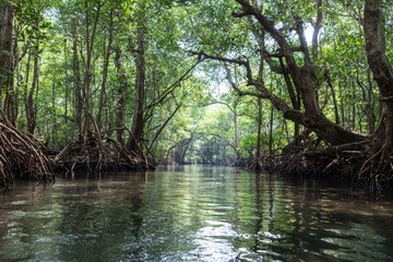 Obraz premium A dark river runs through a mangrove forest the trees roots exposed