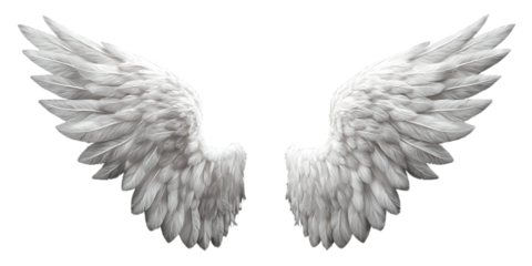 Two white angel wings isolated on a transparent background, top view.