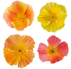 Collection of summer poppy flowers isolated on transparent background for garden and summer design