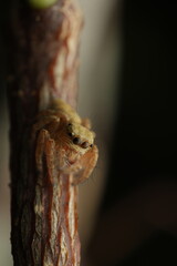 A close-up macro image of a Marpissa muscosa, commonly known as the Fencepost Jumping Spider, resting on a piece of wood. This spider belongs to the Salticidae family