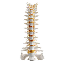 Naklejka premium Detailed anatomical illustration of a human spine highlighting vertebrae and intervertebral discs transparent