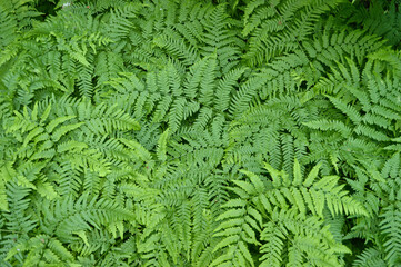A vibrant display of green ferns, creating a lush, natural background.