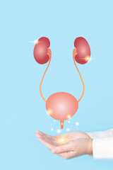 Human urinary system kidneys with bladder anatomy on doctor hands. Treatment of urinary tract...