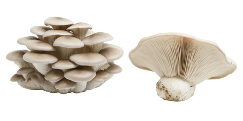 Oyster mushrooms cluster and single specimen showcasing unique gills and caps, isolated on transparent background