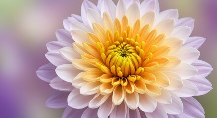 Obraz premium Close up of a bicolor dahlia flower with yellow and purple petals