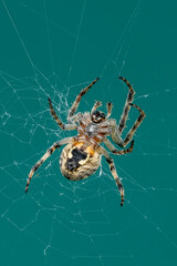 European garden spider, Araneus diadematus, diadem spider on web, macro, green background